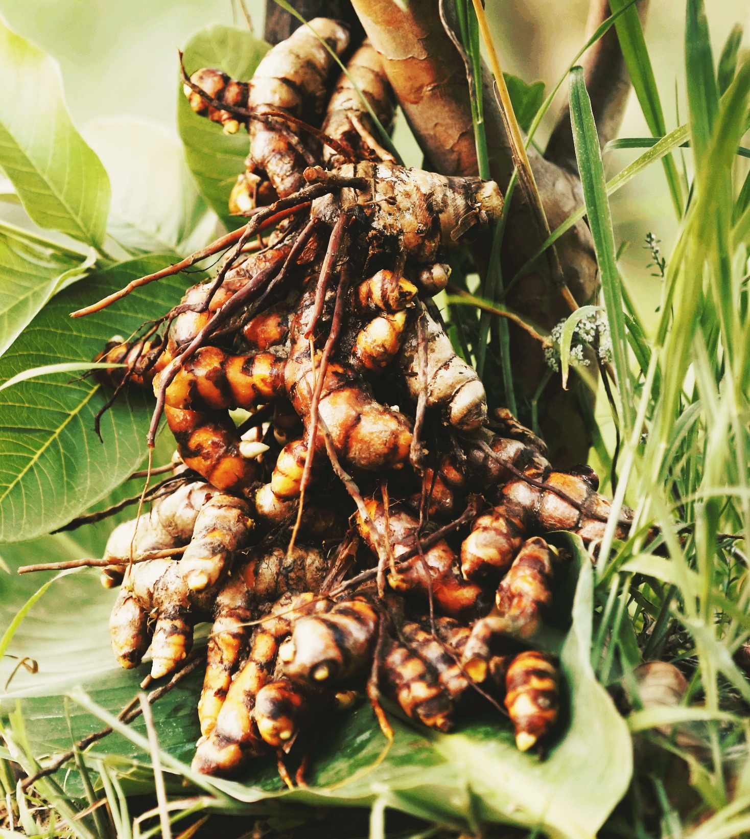 Freshly dug turmeric from the Maatisa harvest